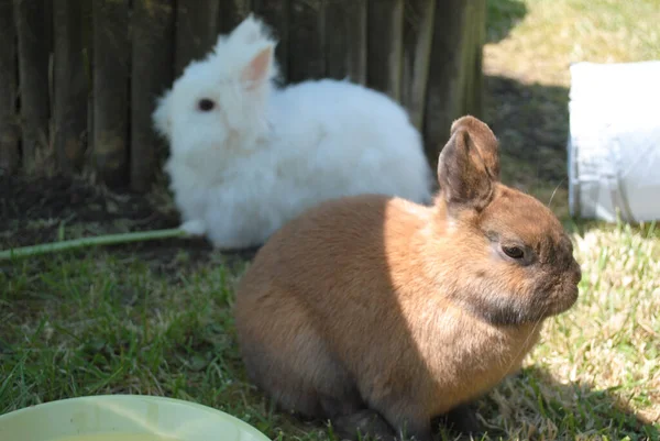 A cute brown bunny and white bunny sitting together in a field