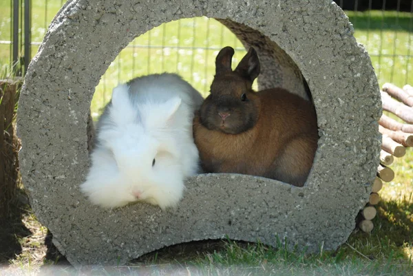 Крупним Планом Милі Пухнасті Кролики — стокове фото