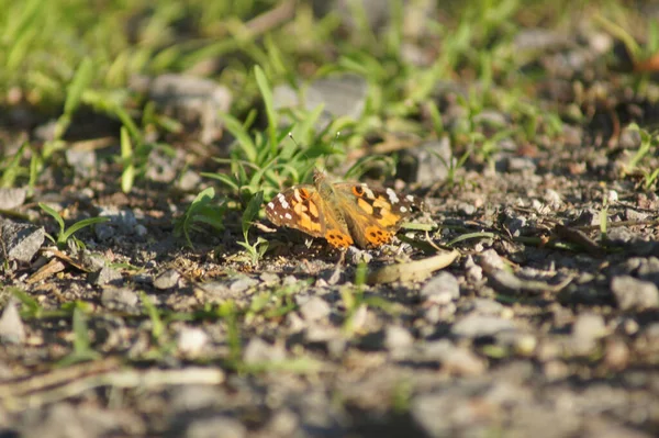 Une Mise Point Sélective Beau Papillon Sur Une Herbe — Photo