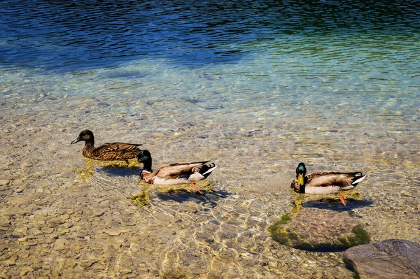 Eine Nahaufnahme Von Stockenten Die Klarem Wasser Schwimmen — Stockfoto