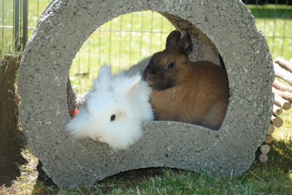 귀여운 토끼와 구멍에 토끼의 — 스톡 사진