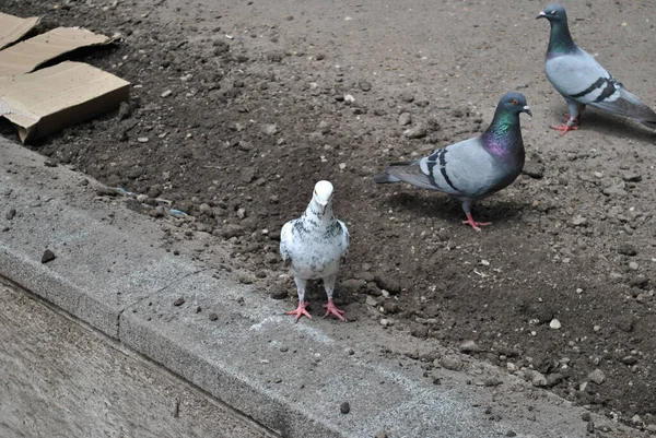 High Angle Shot Pigeons Walking Soil Ground — Stock Photo, Image