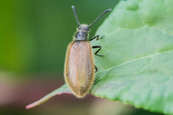 Closeup Shot Leaf Beetle Sunlight — Stock Photo, Image