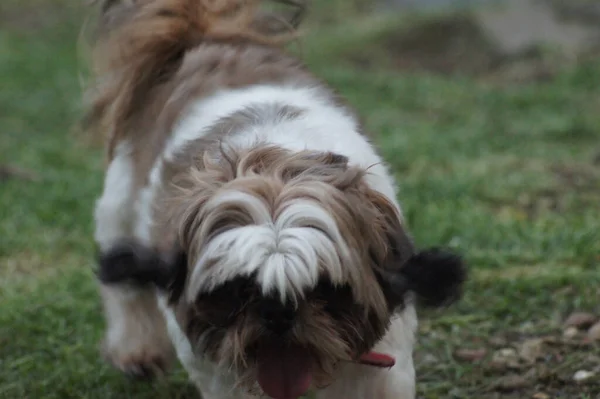 Egy Közeli Kép Egy Imádnivaló Shihtzu Kutyáról Homályos Háttérrel — Stock Fotó