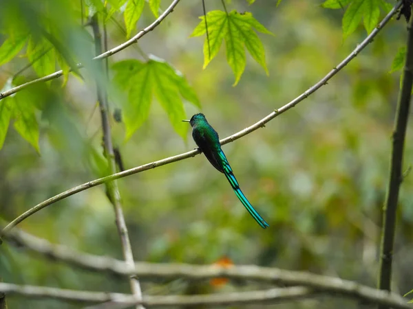 Green Coraciiformes Perched Tree Branch — Stock Photo, Image