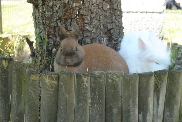 Eine Nahaufnahme Von Niedlichen Flauschigen Hasen — Stockfoto