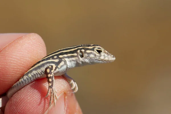 Tiro Seletivo Foco Lagarto Acanthodactylus Erythrurus Espanha — Fotografia de Stock