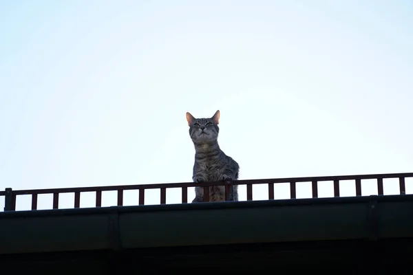 Uma Silhueta Gato Uma Ponte — Fotografia de Stock