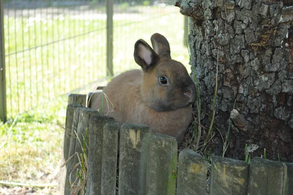 Eine Nahaufnahme Von Einem Niedlichen Flauschigen Hasen — Stockfoto