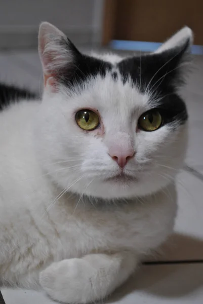 Sebuah Fokus Vertikal Closeup Shot Selektif Kucing Tergeletak Lantai — Stok Foto