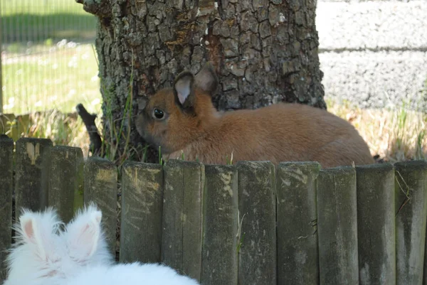 Ein Niedliches Braunes Häschen Sitzt Einem Holzkreis — Stockfoto