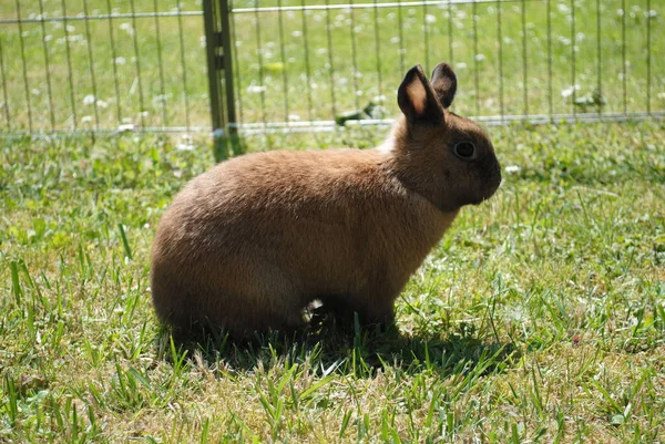 Симпатичный Коричневый Кролик Сидящий Поле — стоковое фото