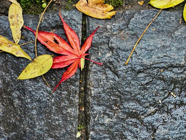 Uma Vista Superior Folhas Secas Coloridas Chão Molhado Outono — Fotografia de Stock