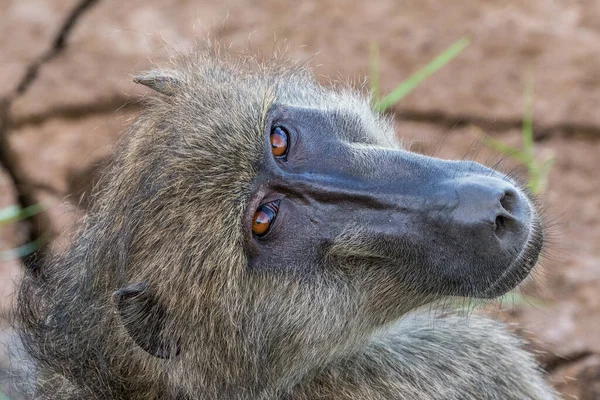 Zbliżenie Niegrzecznego Czujnego Pawiana Obserwującego Cię Kruger Rpa — Zdjęcie stockowe