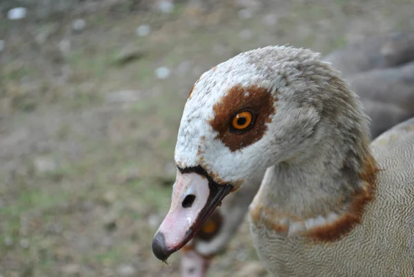 Gros Plan Canard Blanc Aux Yeux Orangés — Photo