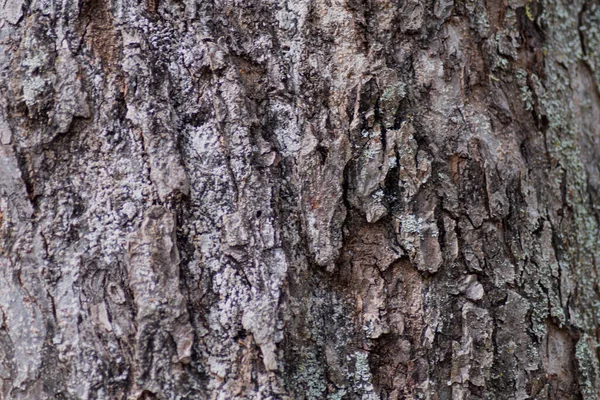 Detaljerad Närbild Barken Ett Träd — Stockfoto