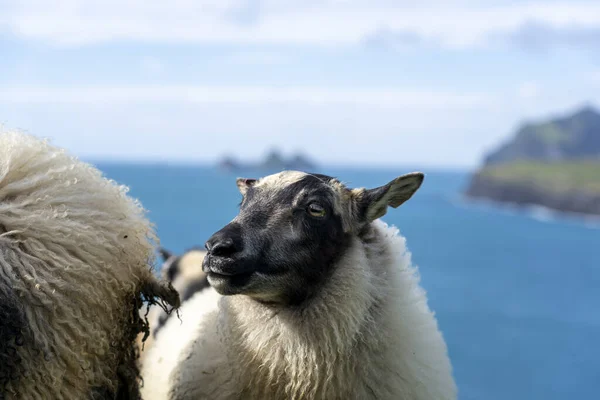 Primer Plano Ovejas Orilla Con Mar Islandia Sobre Fondo Borroso — Foto de Stock