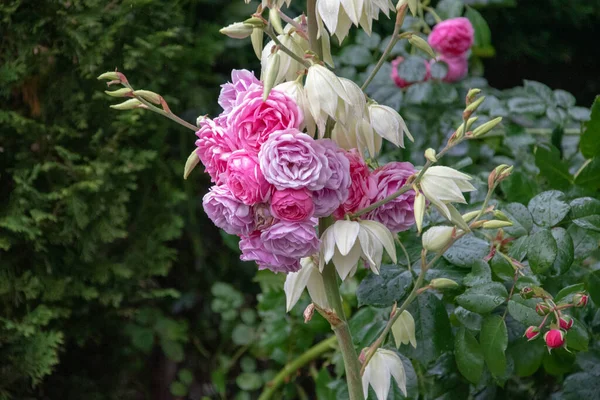 Gros Plan Bouquet Roses Roses Fleurs — Photo