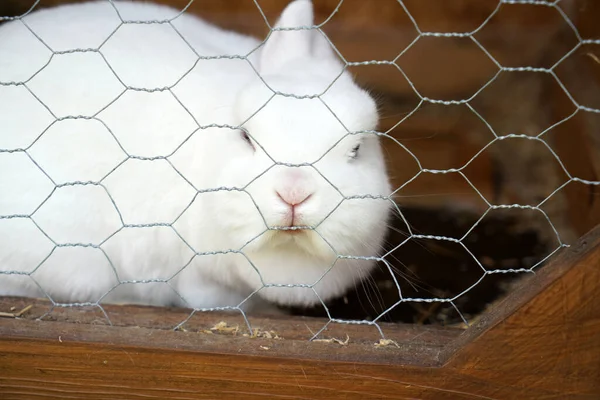 Una Jaula Conejo Adorable —  Fotos de Stock