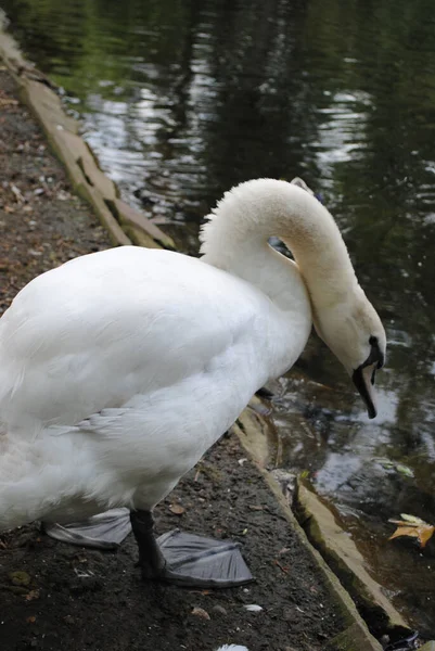 Vertical Selective Focus Closeup Shot Swan Pond — Stock Photo, Image