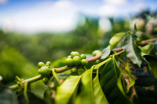 陽射しの下で畑の木に生える生のコーヒー豆の塊 — ストック写真