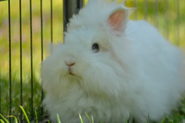 Närbild Söt Vit Fluffig Kanin — Stockfoto