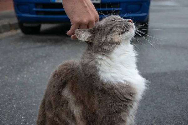 귀여운 고양이를 쓰다듬는 클로즈업 — 스톡 사진