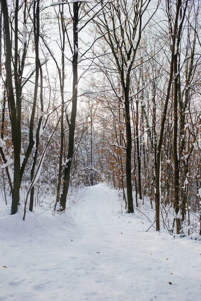 森林照片冬季覆盖着雪的山上的森林的垂直照片 — 图库照片