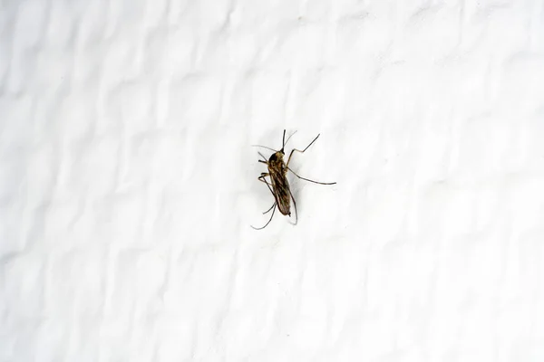 Mosquito Uma Parede Branca — Fotografia de Stock