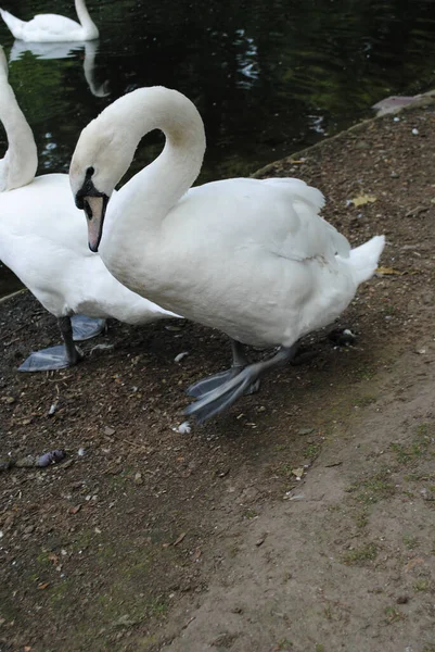 Plano Vertical Cisnes Blancos — Foto de Stock