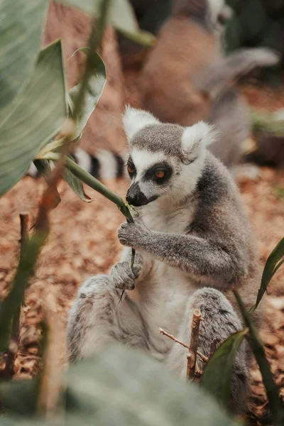 Vertical Shot Funny Ring Tailed Lemur — Stock Photo, Image