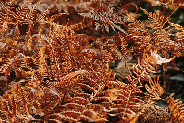 Gros Plan Feuilles Fougère Séchées Dans Champ Sous Lumière Soleil — Photo