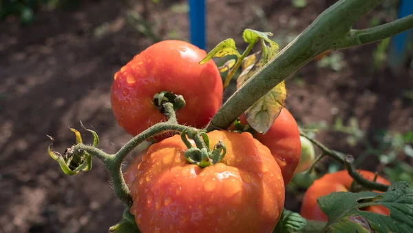 Close Drie Tomaten Hangend Aan Tak Een Boomgaard Bergen Met — Stockfoto