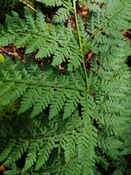 挪威拉尔维克 森林里一片蕨类树叶的垂直拍摄 — 图库照片
