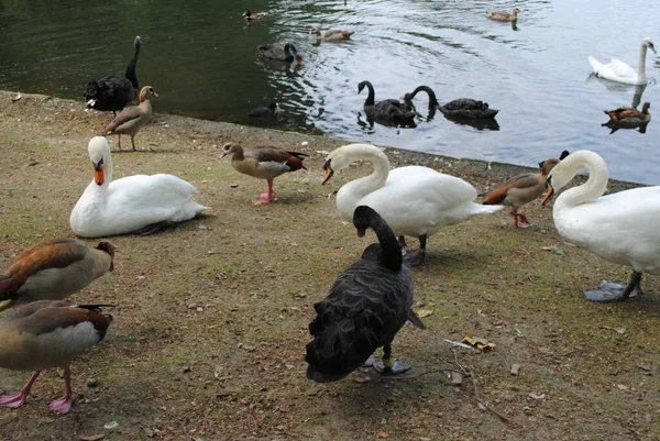 Grupo Cisnes Patos Colores Pie Cerca Estanque —  Fotos de Stock