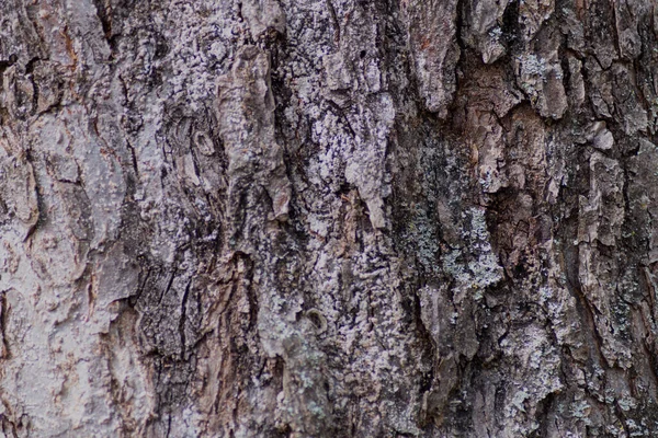 Detallado Primer Plano Corteza Árbol —  Fotos de Stock