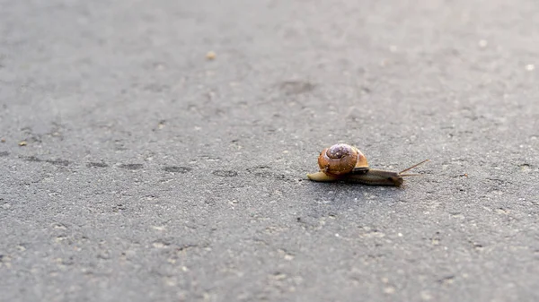 Gros Plan Escargot Sur Sol — Photo