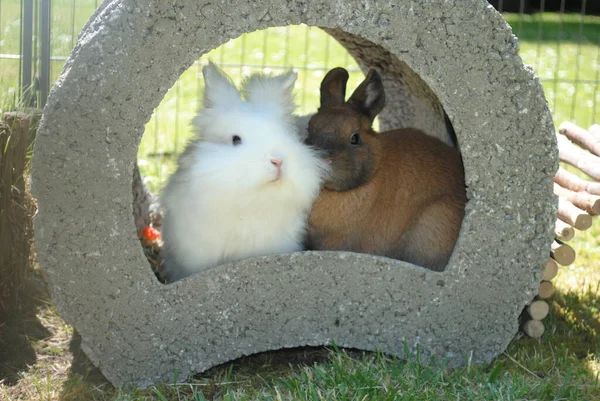 Крупный План Милых Пушистых Кроликов — стоковое фото