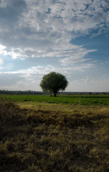 Yeşil Alanda Güzel Bir Ağacın Dikey Görüntüsü — Stok fotoğraf