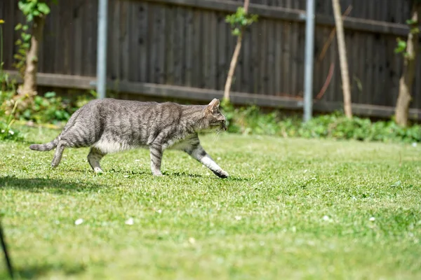 Yeşil Çimenlerde Yürüyen Gri Bir Kedi — Stok fotoğraf