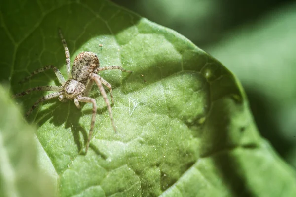Closeup Shot Spider Sunlight — Stock Photo, Image