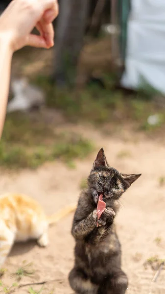 Pionowe Ujęcie Słodkiego Kotka Jedzącego Szynkę — Zdjęcie stockowe