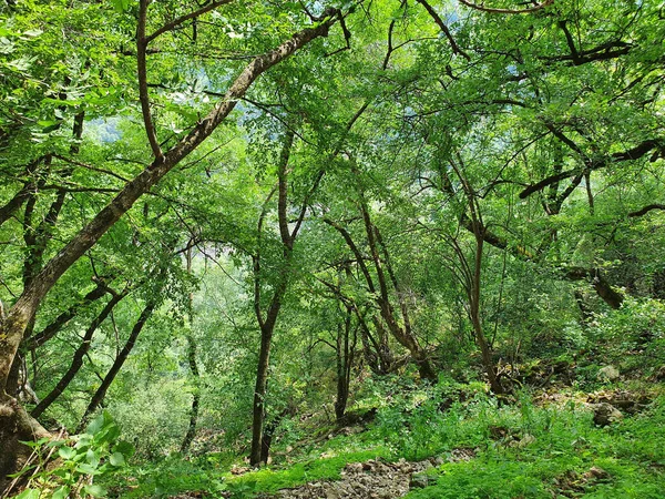 Primer Plano Hermoso Paisaje Forestal — Foto de Stock