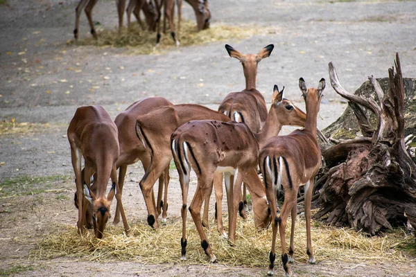 Närbild Söta Unga Afrikanska Antiloper Djurparken Osnabruck — Stockfoto