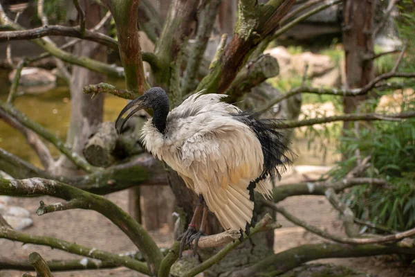 Zbliżenie Afrykańskiego Świętego Ibis Siedzącego Gałęzi Drzewa Zoo Osnabruck — Zdjęcie stockowe