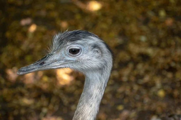 Gros Plan Une Autruche Dans Zoo Osnabruck — Photo