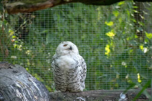 Closeup Cute Snowy Owl Zoo Osnabruck — Stock Photo, Image