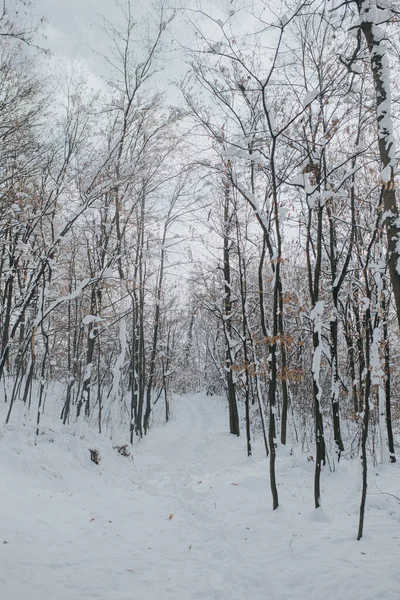 森林照片冬季覆盖着雪的山上的森林的垂直照片 — 图库照片