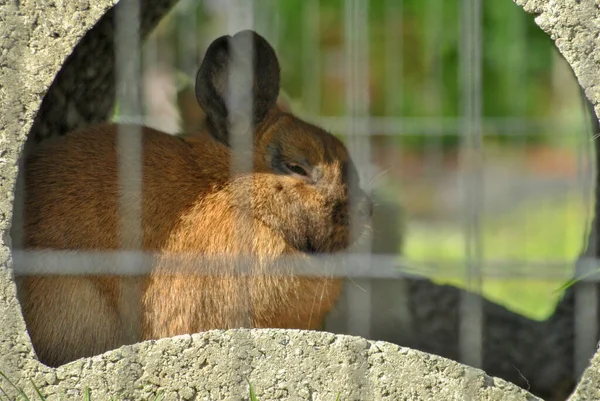 Une Mise Point Sélective Lapin Moelleux Mignon — Photo