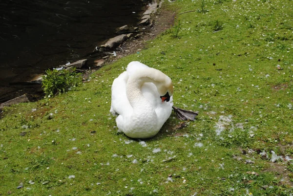 Primer Plano Cisne Blanco —  Fotos de Stock